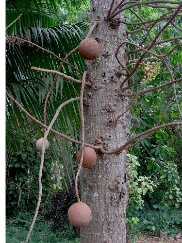 Cannon Ball Tree